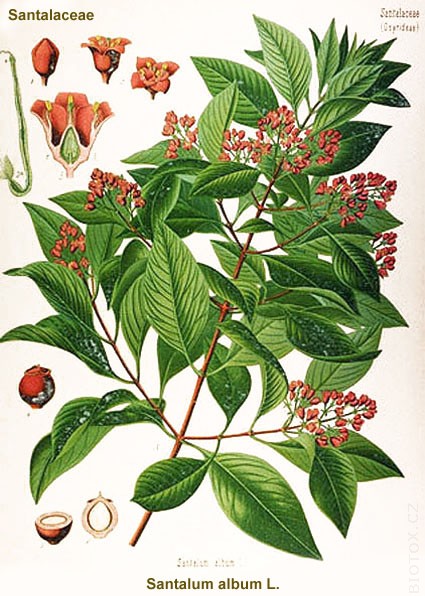 Sandalwood Plant